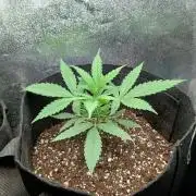 1. Auto grow Fast Buds