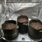 1. Auto grow Fast Buds