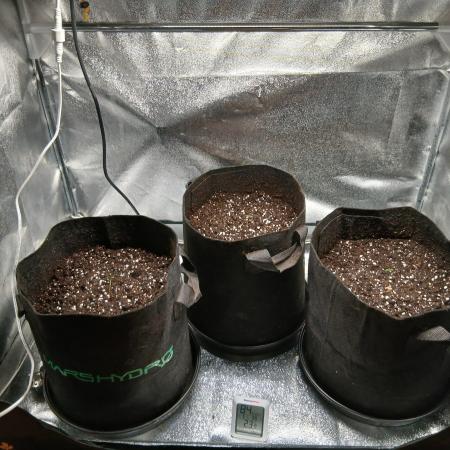 1. Auto grow Fast Buds