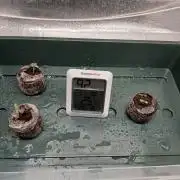 1. Auto grow Fast Buds