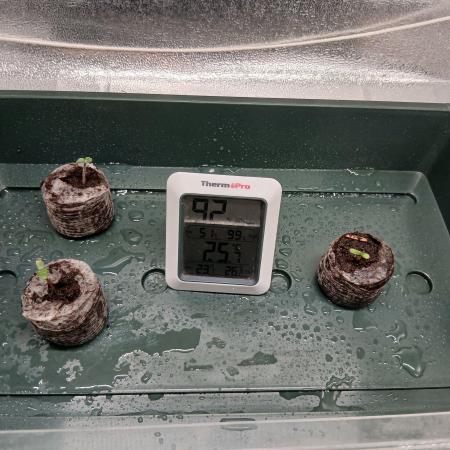 1. Auto grow Fast Buds