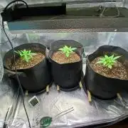 1. Auto grow Fast Buds