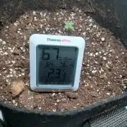 1. Auto grow Fast Buds