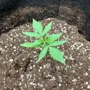 1. Auto grow Fast Buds