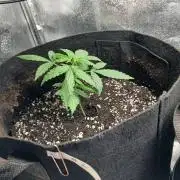 1. Auto grow Fast Buds