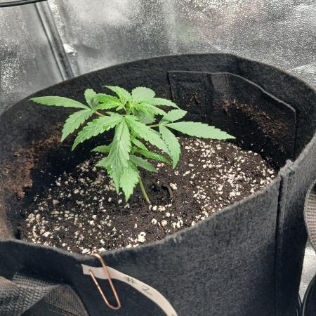 1. Auto grow Fast Buds