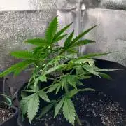 1. Auto grow Fast Buds