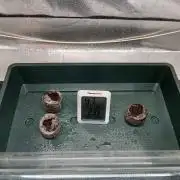 1. Auto grow Fast Buds