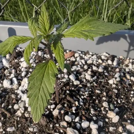 2025 Outdoor: Purple Lemonade Auto