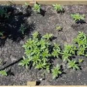Outdoor breeding run (F2)