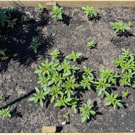 Outdoor breeding run (F2)