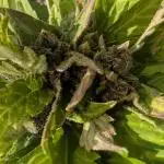 2025 Outdoor: LSD-25 Auto