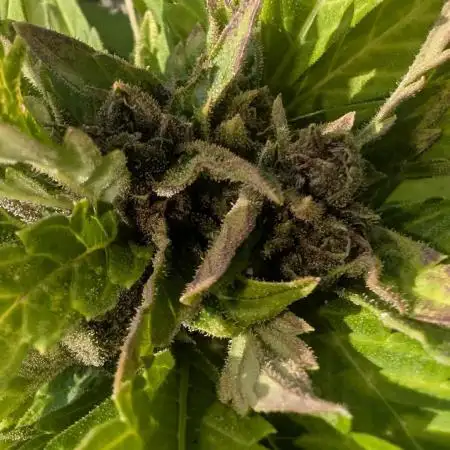 2025 Outdoor: LSD-25 Auto