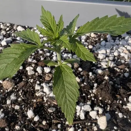 2025 Outdoor: Auto Kabul