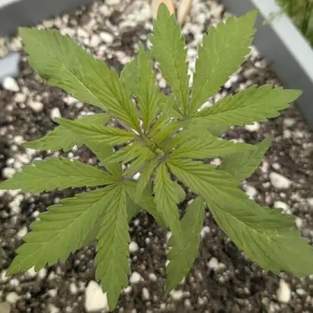 2025 Outdoor: Purple Lemonade Auto