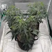 Blueberry Cupcake clones