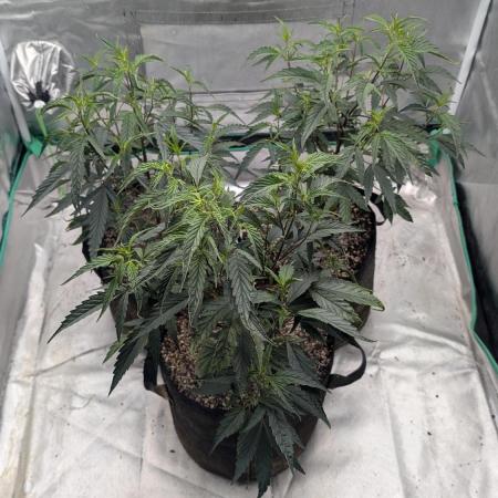 Blueberry Cupcake clones