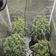 Blueberry Cupcake clones