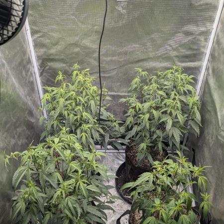 Blueberry Cupcake clones
