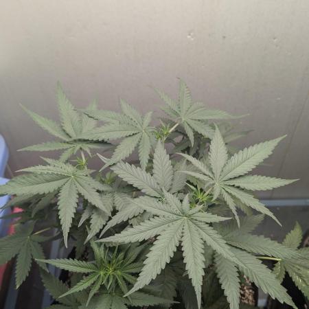 Lime Haze x Moose n Lobsta
