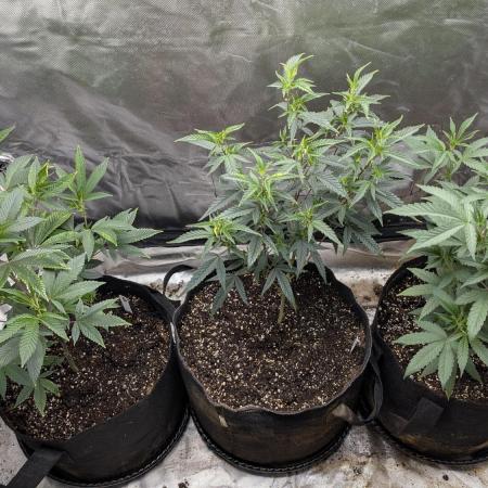 3 clones