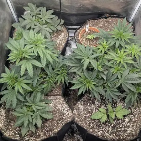 Variety grow: 6x 7gal