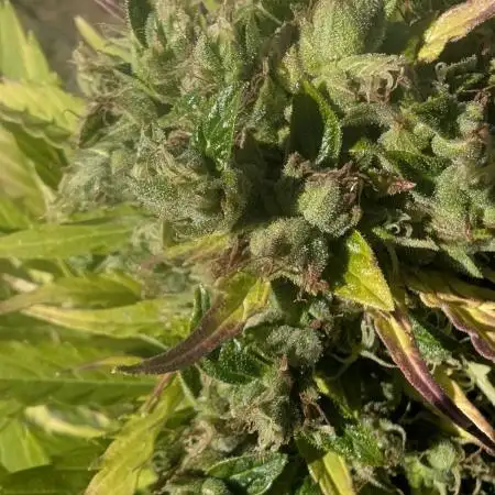 2025 Outdoor: Kush Auto