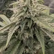 Variety grow: 6x 7gal