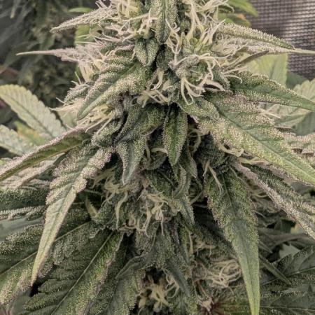 Variety grow: 6x 7gal