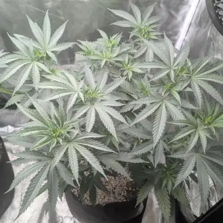 Karibbean Mango