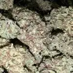 Apple Fritter