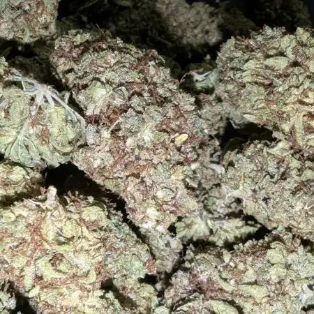 Apple Fritter