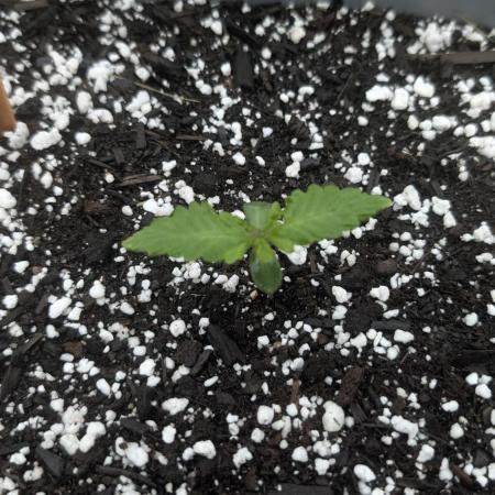 2025 Outdoor: Afghan Scout