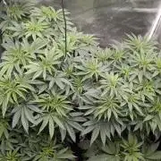 Balkh Hash Plant (landrace)
