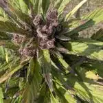 2025 Outdoor: Purple Lemonade Auto