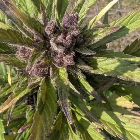2025 Outdoor: Purple Lemonade Auto
