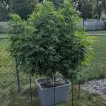 Sugarplum Skunk