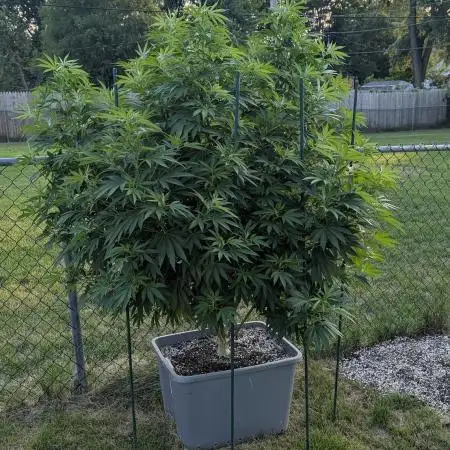 Sugarplum Skunk