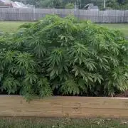 Outdoor breeding run (F2)