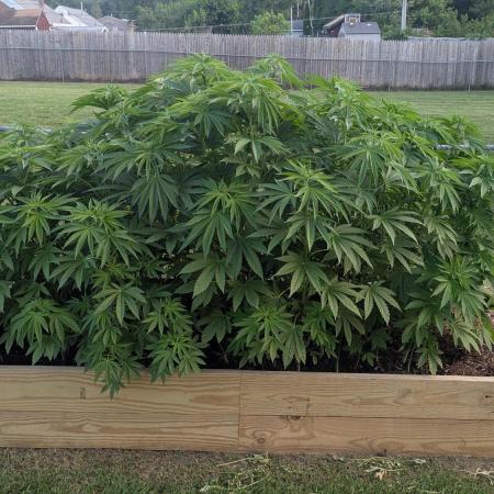 Outdoor breeding run (F2)