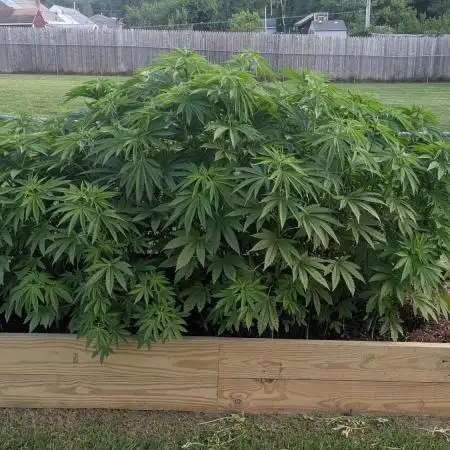 Outdoor breeding run (F2)