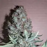 Apple Fritter