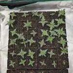 Purple Urkle x Bubblegum (pheno hunt)