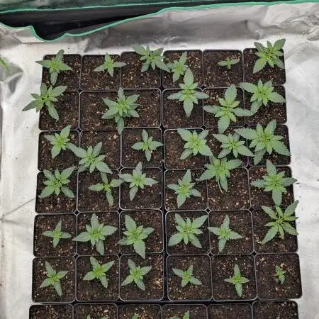 Purple Urkle x Bubblegum (pheno hunt)