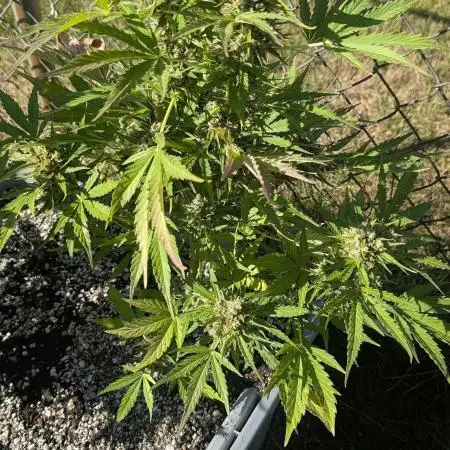 2025 Outdoor: Auto Kabul