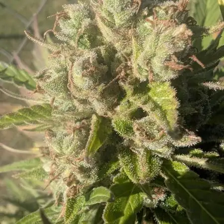 2025 Outdoor: Auto Kabul