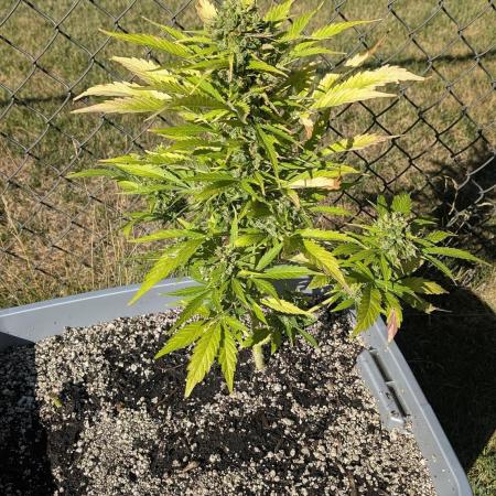 2025 Outdoor: Kush Auto