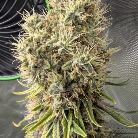 Apple Fritter