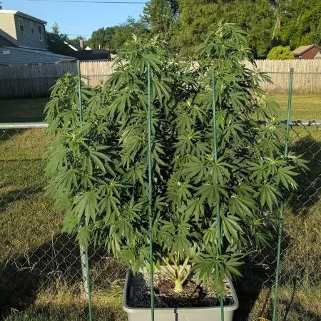 Sugarplum Skunk