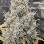 Gelato-K
